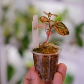 PEPEROMIA METARICA varigated / ペペロニア メタリカ