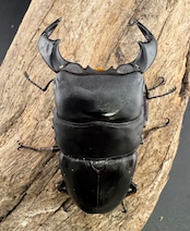 【WF4】《ダイオウヒラタ 東ジャワ産 79mm ペア》