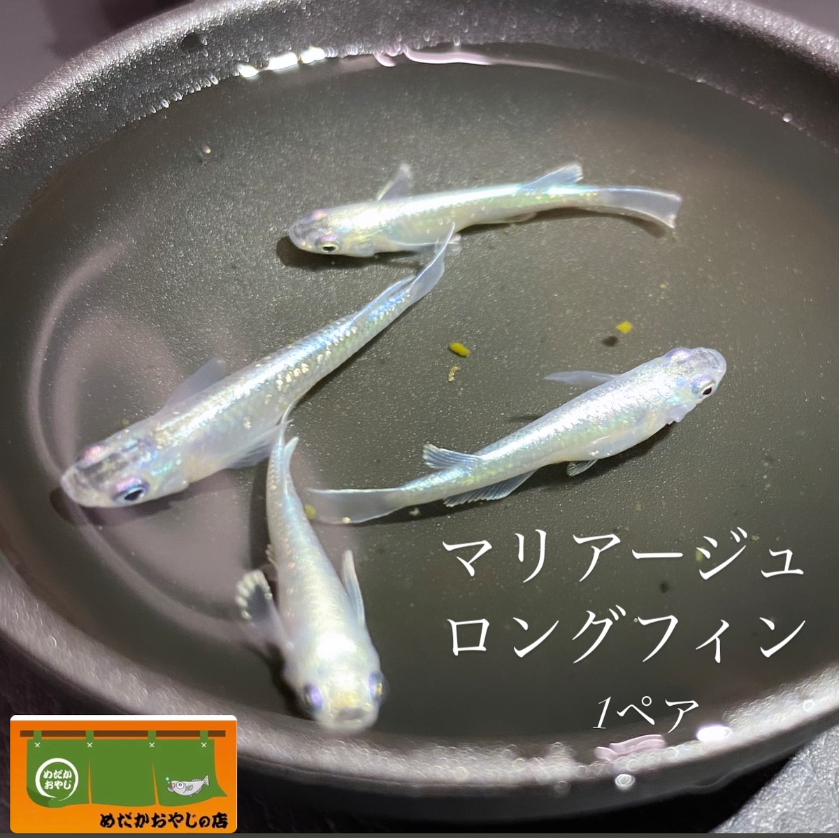 大人気！マリアージュロングフィン 1ペア メダカ | めだかおやじの店