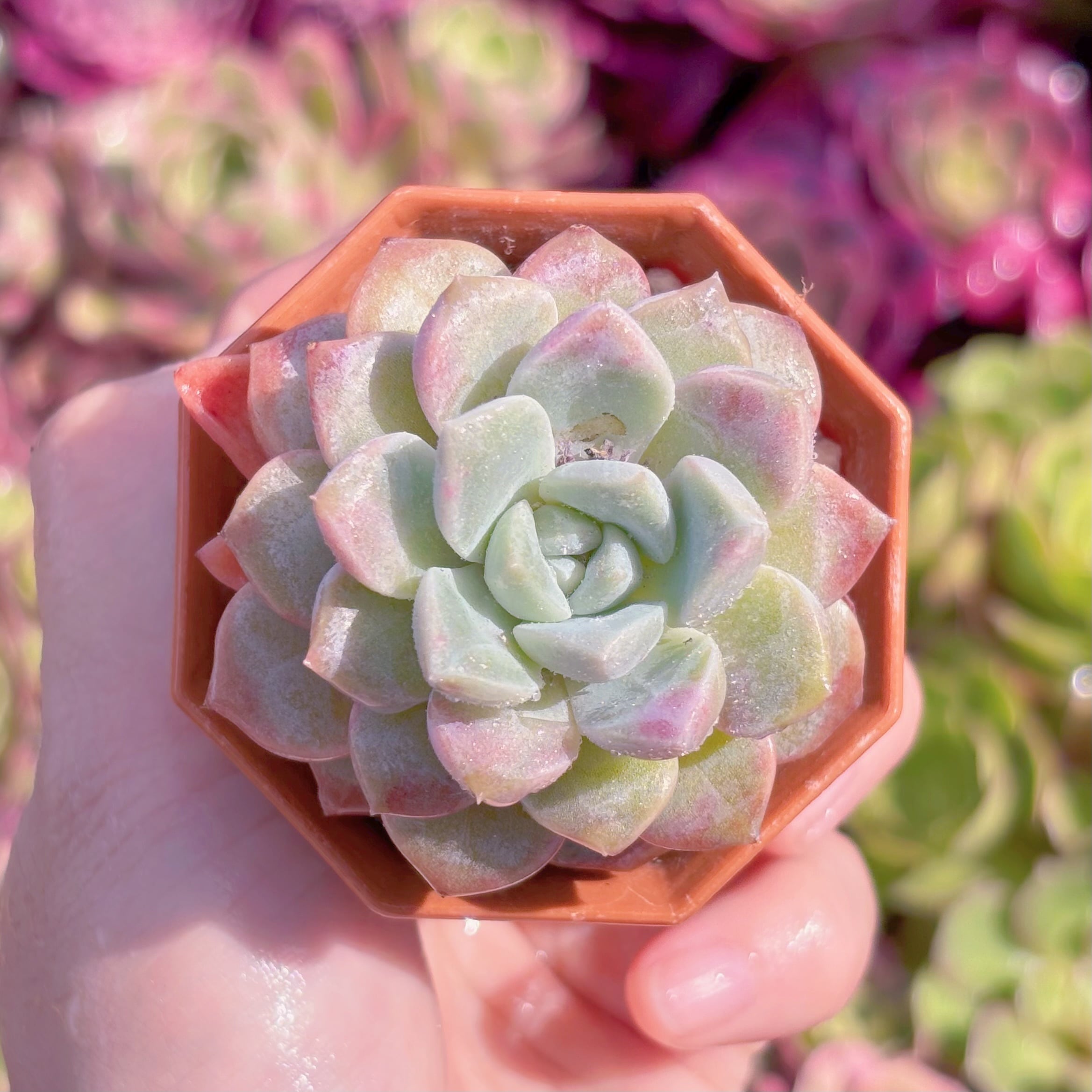 現品　Echeveria白鷺#668　るる農園