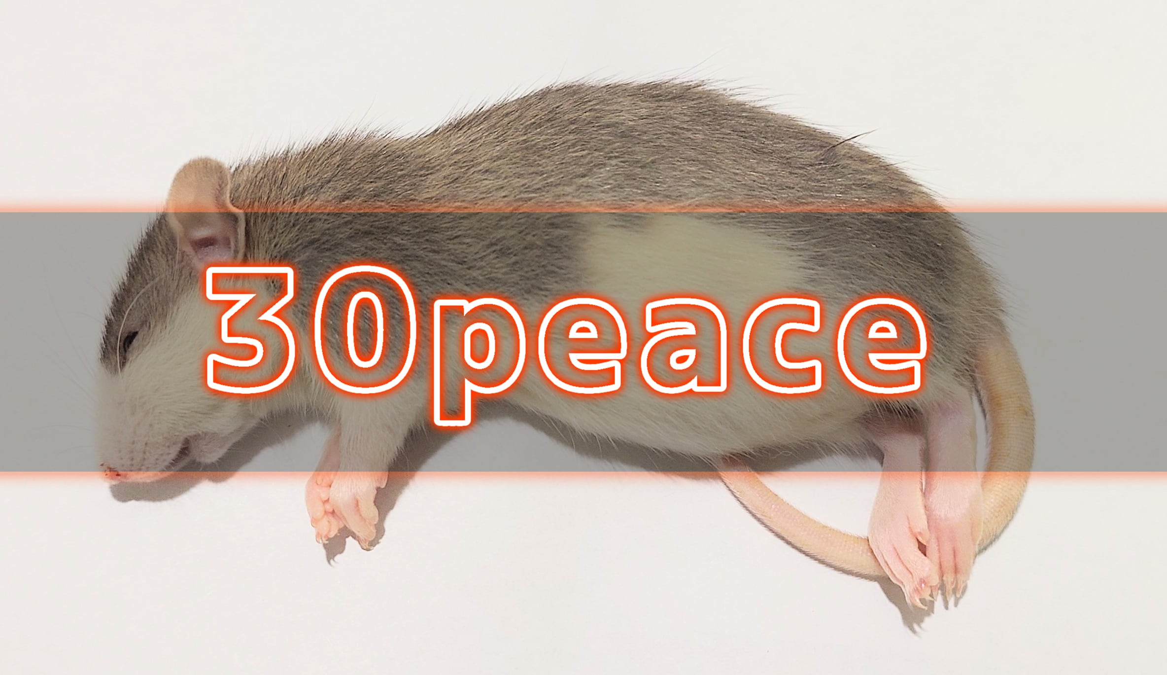 個包装 冷凍ラット260~300g 30匹 個包装 冷凍ラット 30匹セット 260~300g