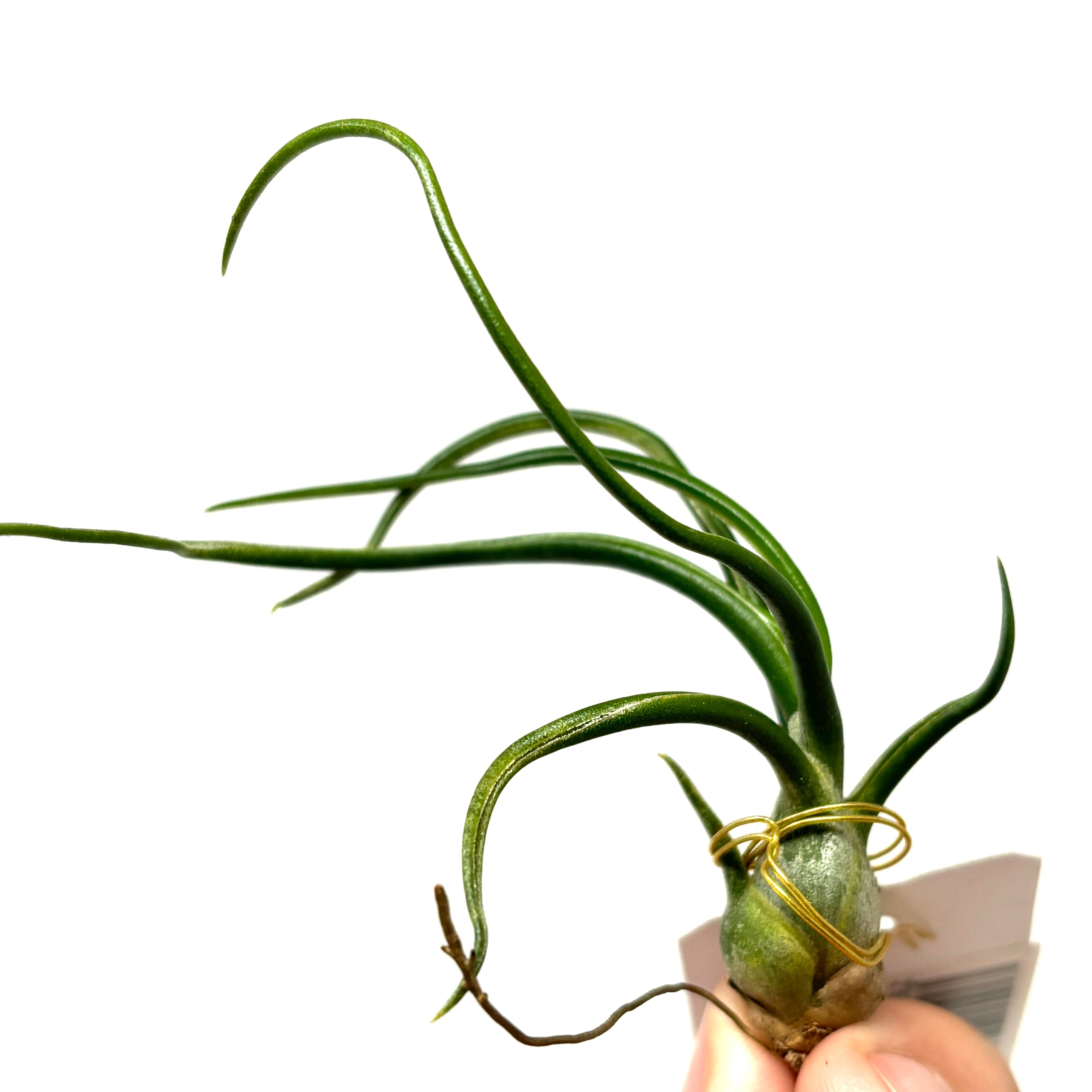 チランジア ブルボーサ f.alba Takiz (Humo to pejibaye. CostaRica