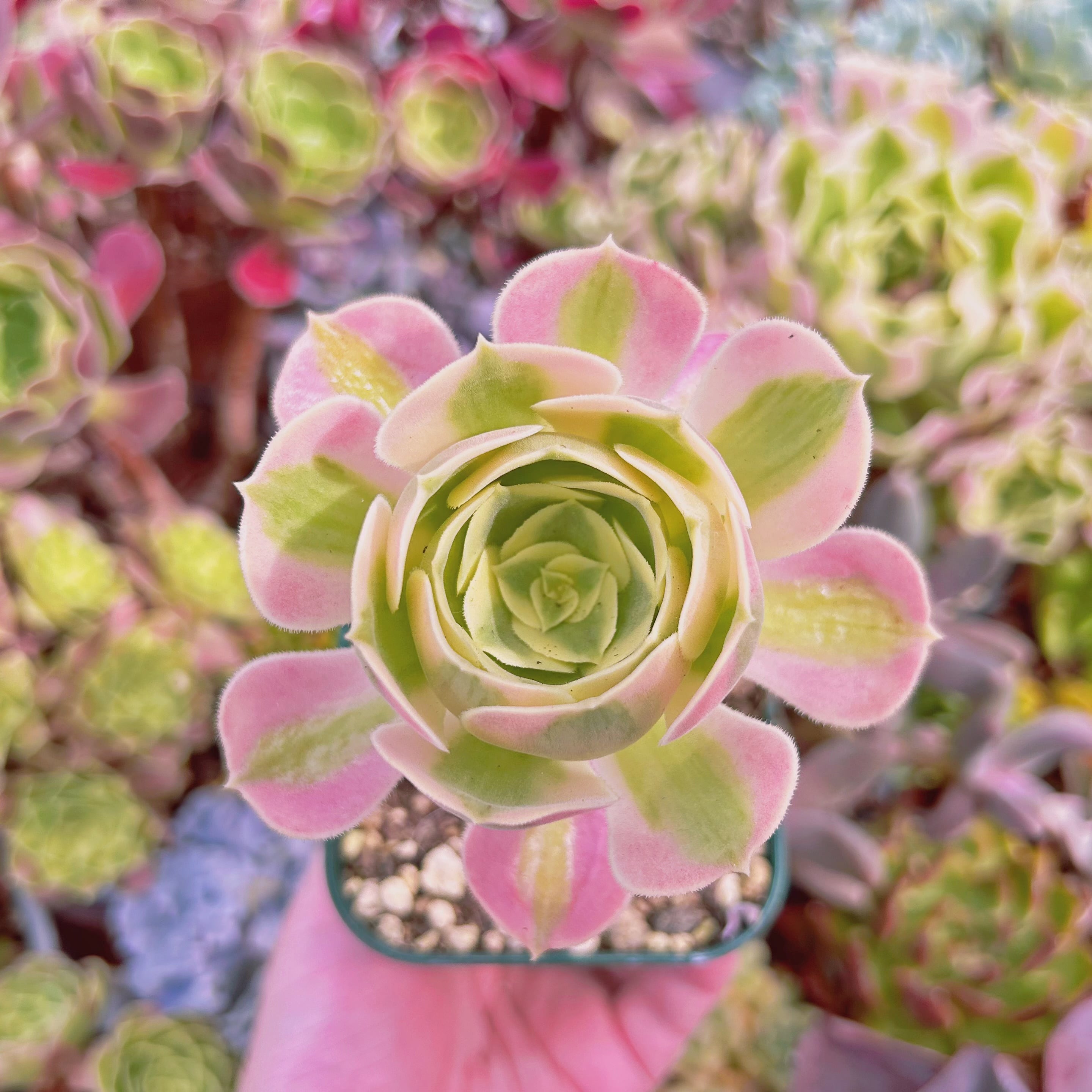 現物　多肉植物　アフラダイティ　特大　抜き苗