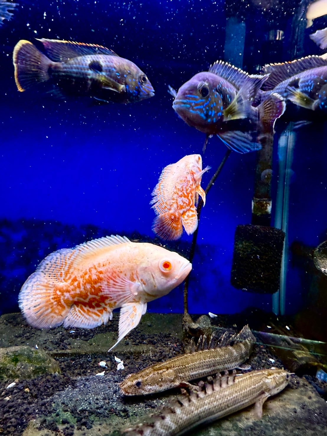 アルビノルビーレッドオスカー | THE AQUARIUM ISE