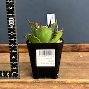 アガベ チタノタ メイス【888】