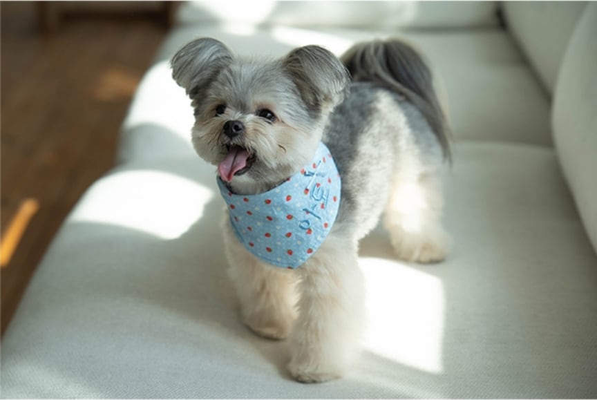 可愛いパンダと柴犬、ヨーキーパネル生地 ハンドメイド 楽天市場】布