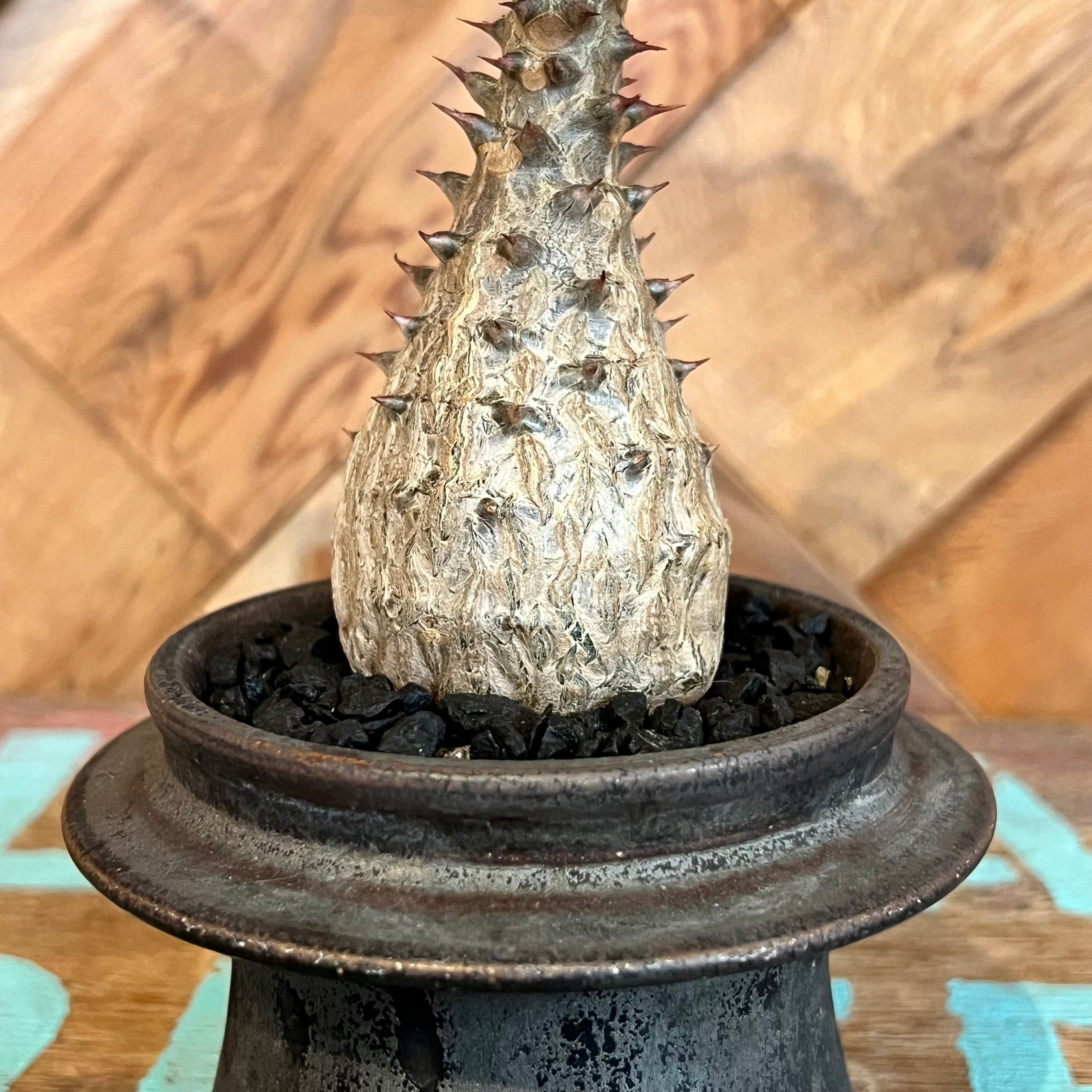 パキポディウム・ウィンゾリー 鉢付き 園主セレクト】パキポディウム・ウィンゾリー【2.5号鉢植え