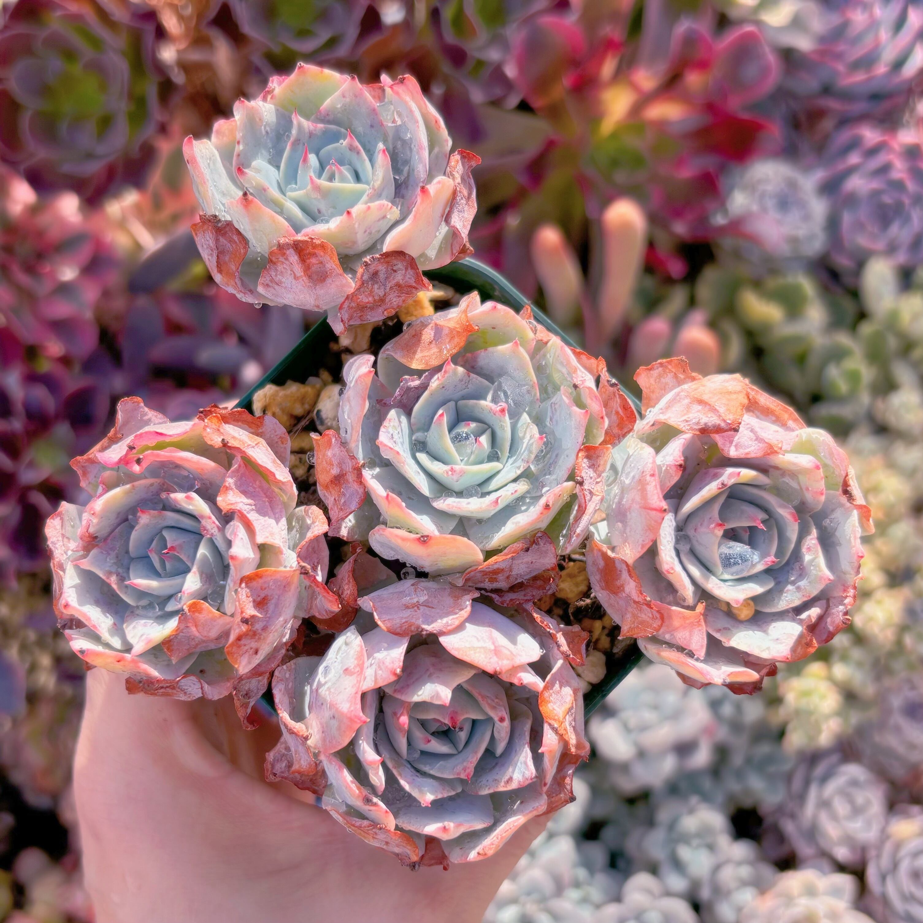 現品　ロザニー#006　群生　るる農園