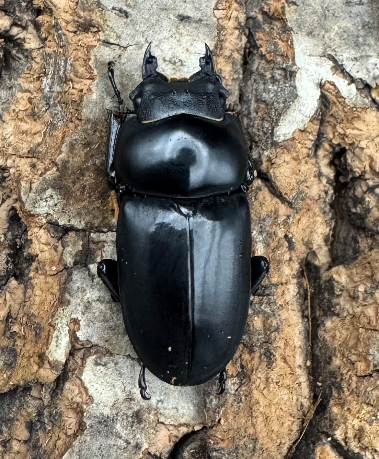 【WD】《セメノウコクワ 会東産 47.5mm ペア》