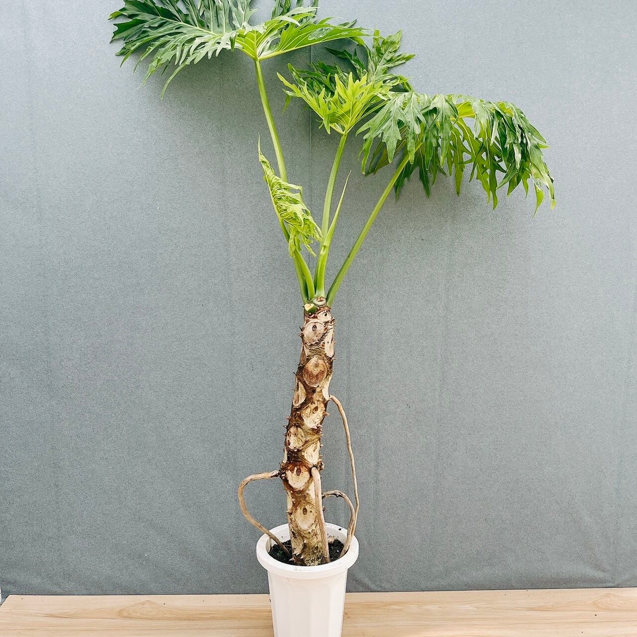 観葉植物 ［現品］【希少】2番 アガベ クイック シルバー 8号 観葉植物
