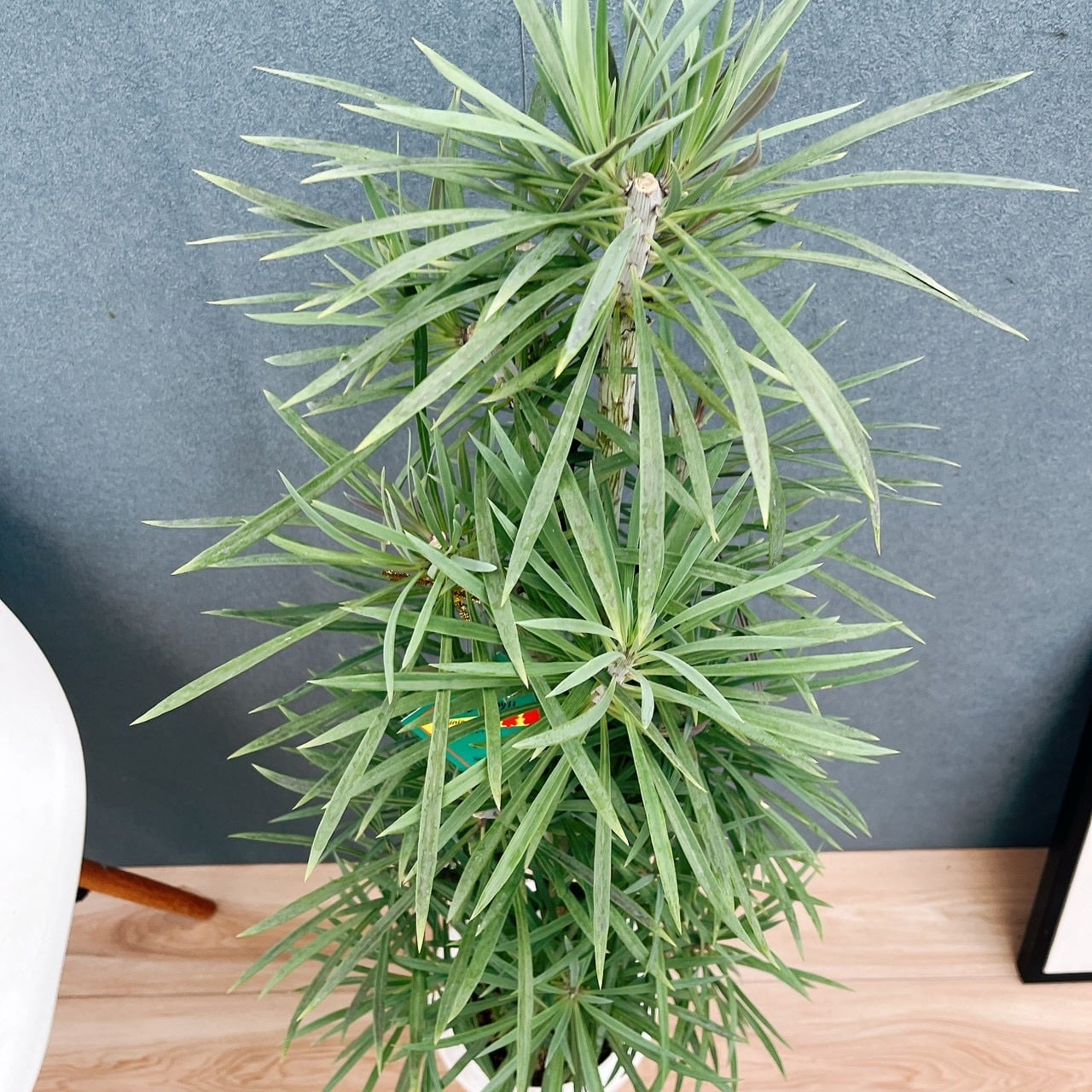 現品］N1 セネシオ クレイニア モンキーツリー 7号 観葉植物 レア 多肉