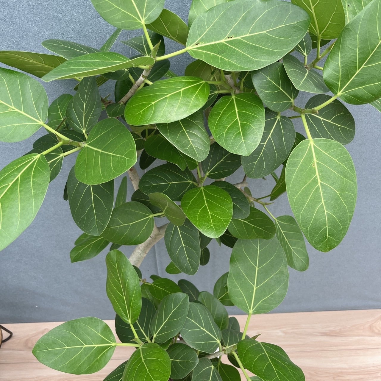 現品］17番 フィカス ベンガレンシス 幹太 8号 観葉植物 室内 大型