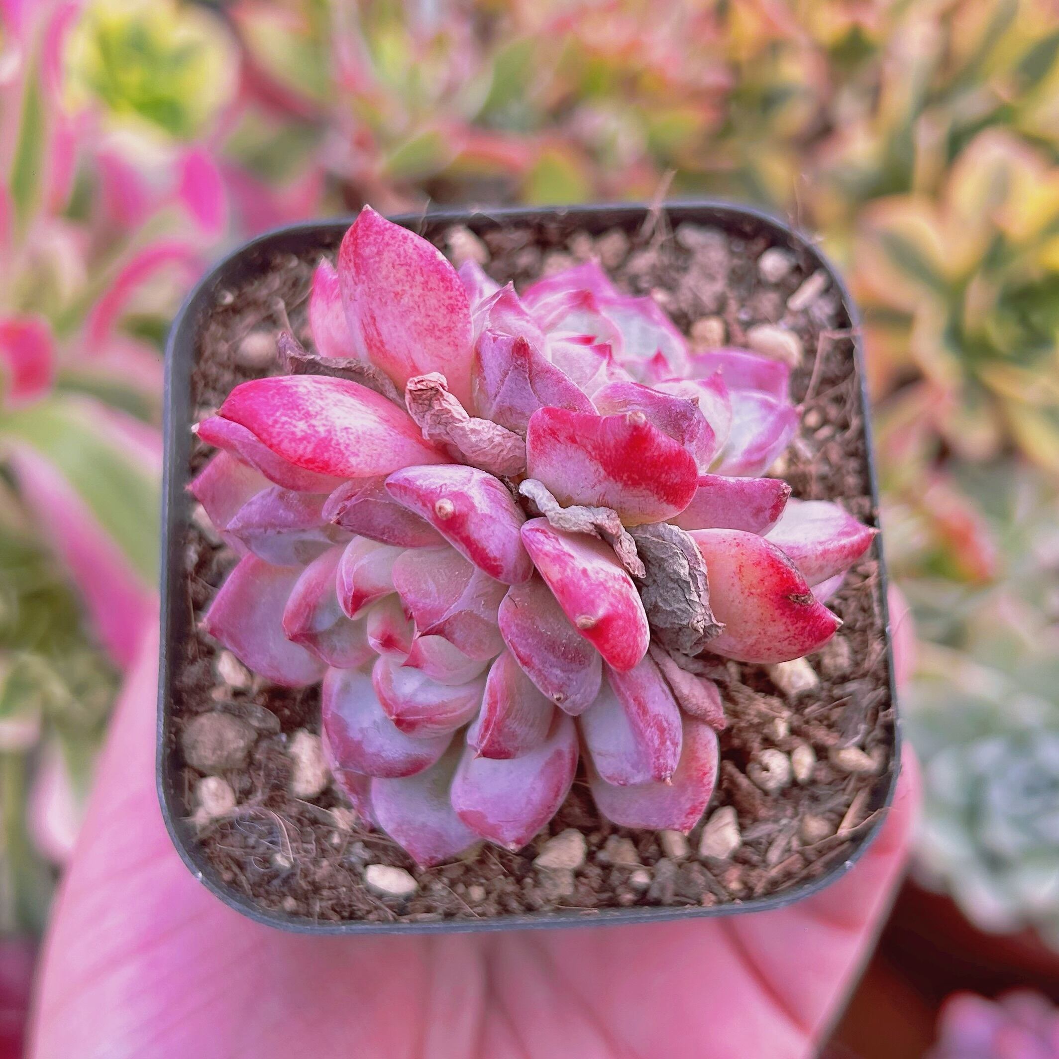 現物　多肉植物　ザラゴーサxフレヌ　