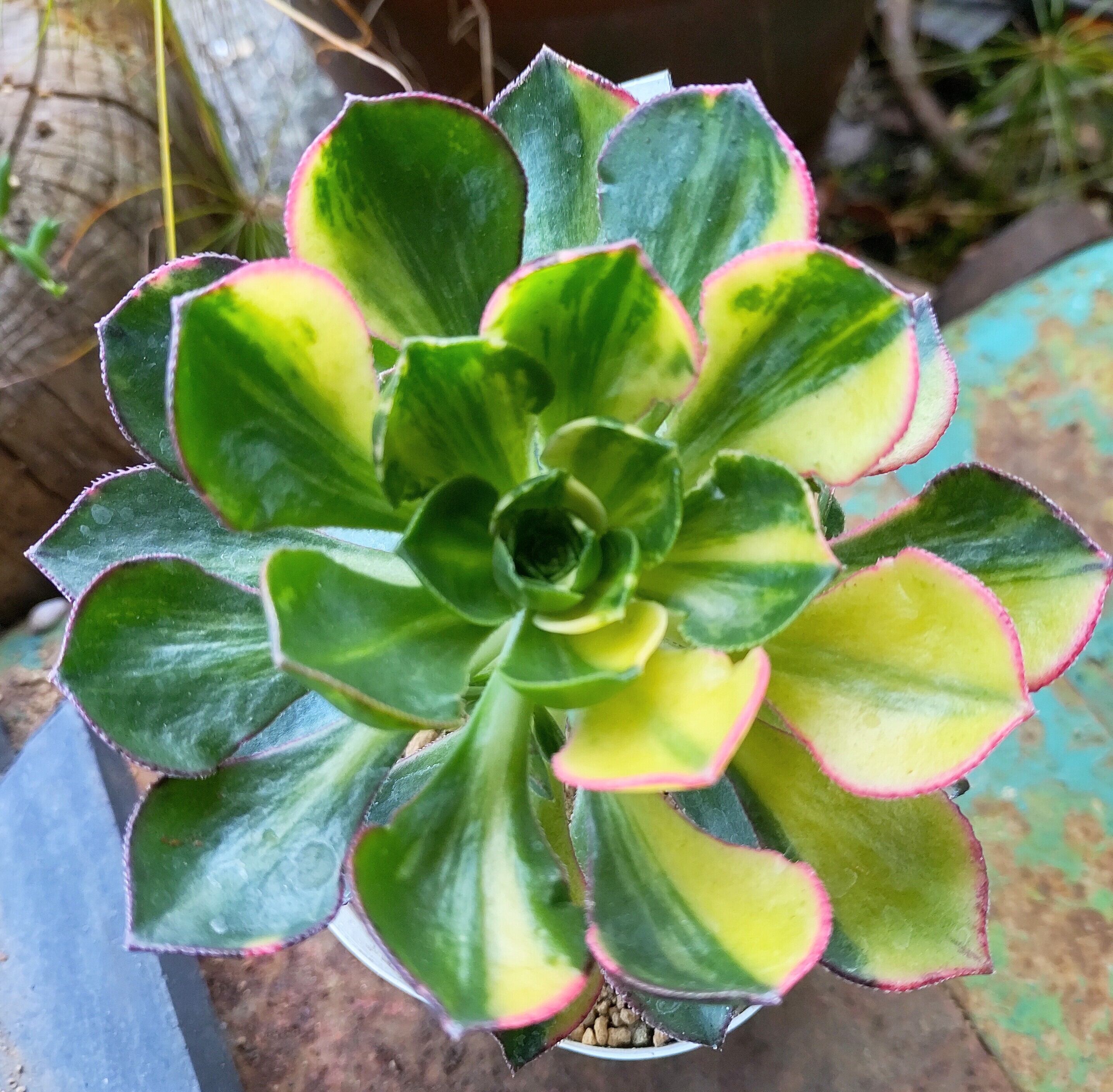 あえおにうむ彩蝶 | RuPo 多肉植物専門店