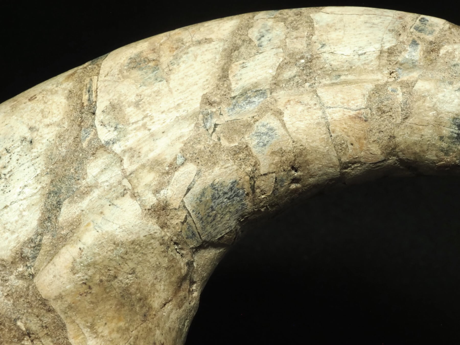 博物館級！スコミムスの爪【Suchomimus tenerensis】【159 g
