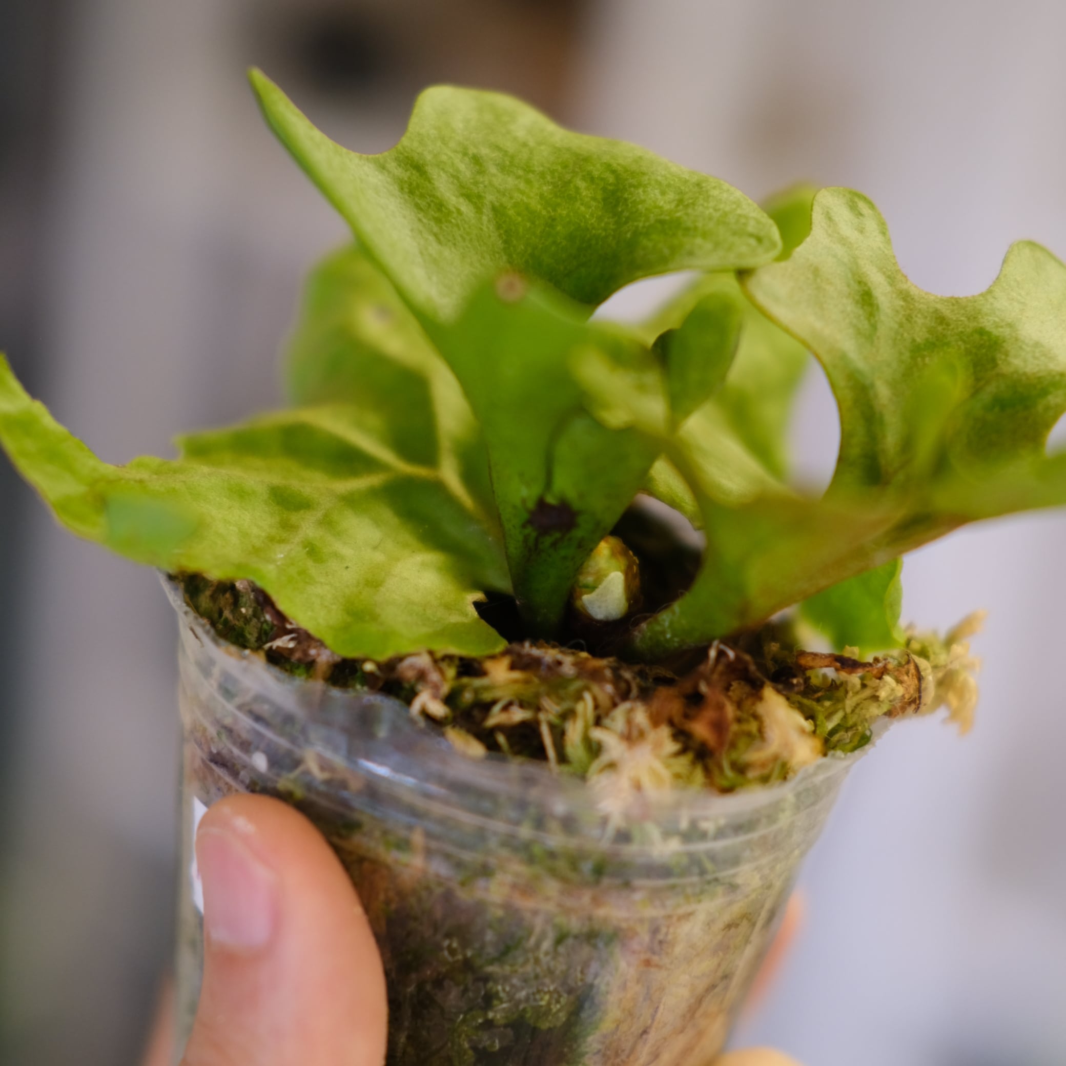Platycerium ridleyi var. Dwarf & Compact②｜ビカクシダ リドレイ