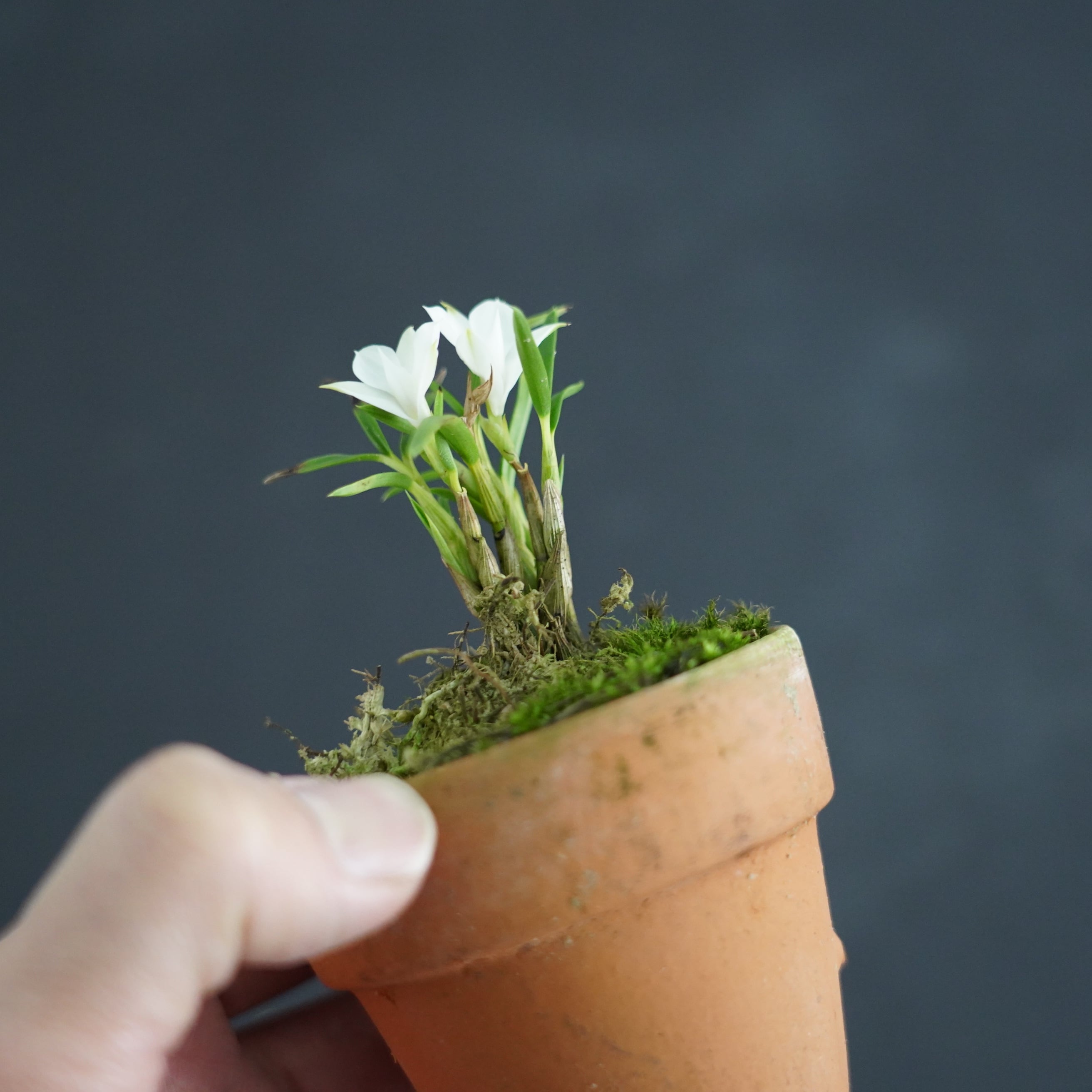 デンドロビューム スブリフェラム Den.subuliferum【着生ラン】 | 苔