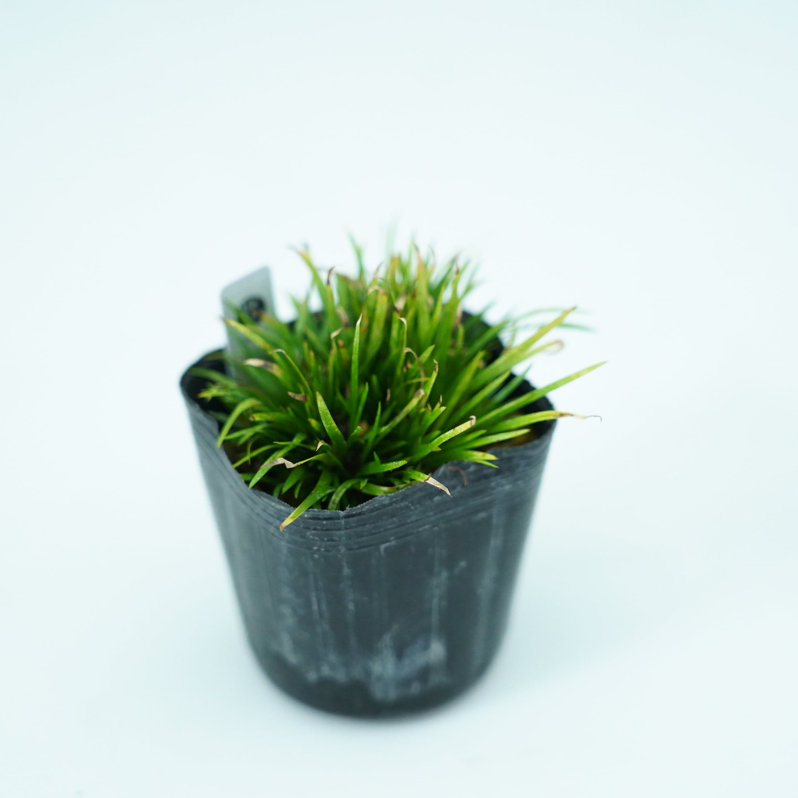 ビロードセキショウ 苔テラリウム作製用素材◆水辺の植え付けに