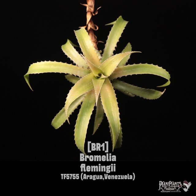 【送料無料】Canistrum triangulare〔カニストラム〕現品発送C0012