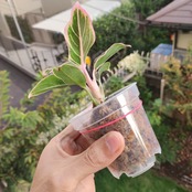 アグラオネマ ロータス デライト Aglaonema Lotus Delight