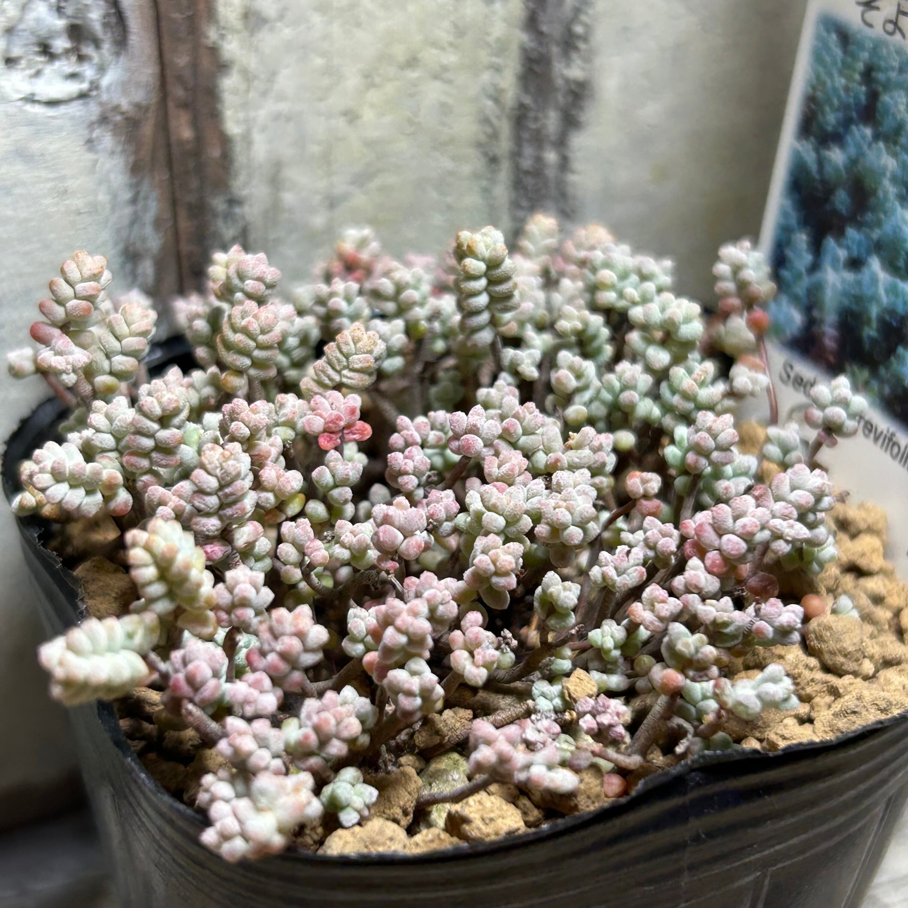 ①ブレビ そよ風の天使 | RuPo 多肉植物専門店