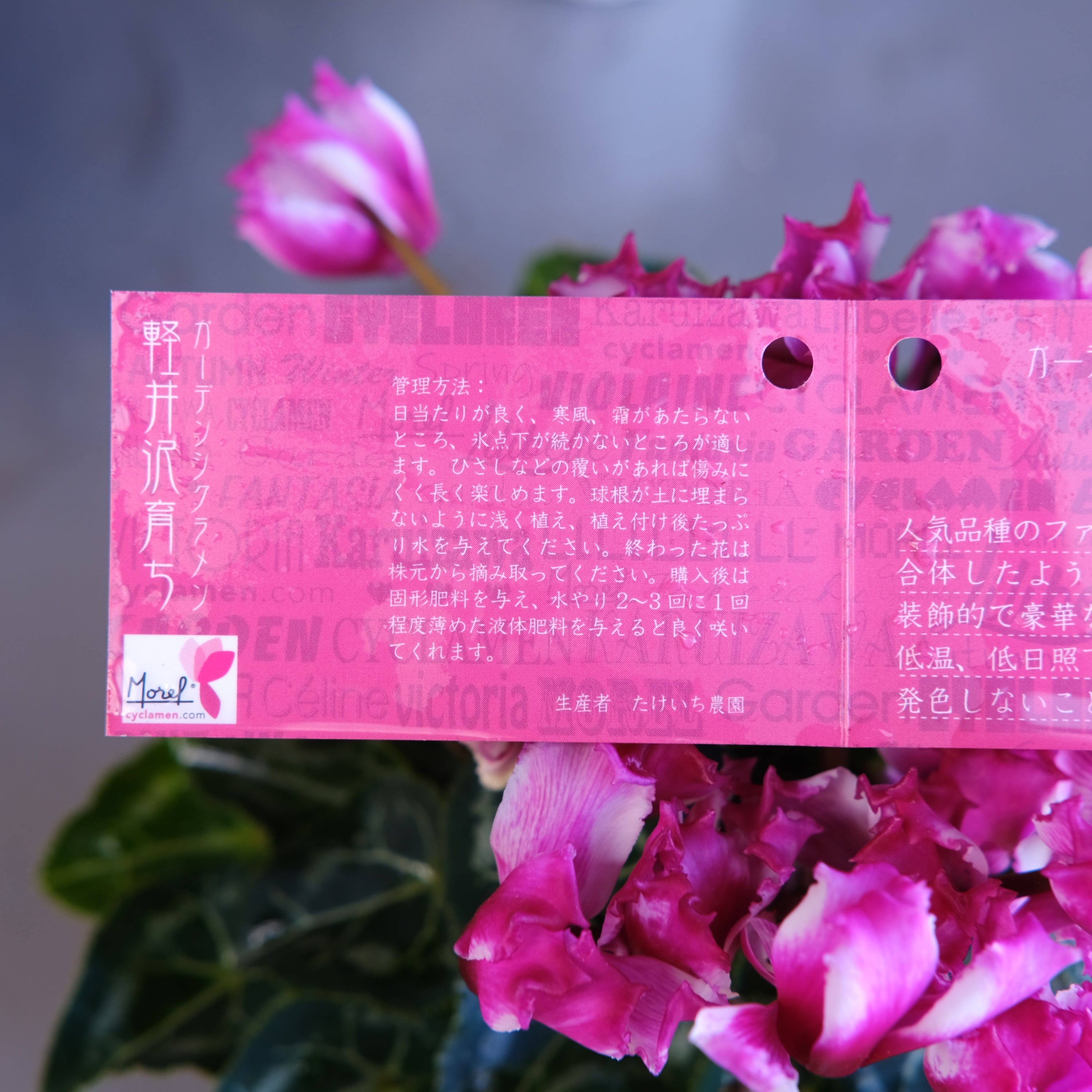 ガーデンシクラメン《 リリベル 》軽井沢育ち 3号鉢 | グリーン