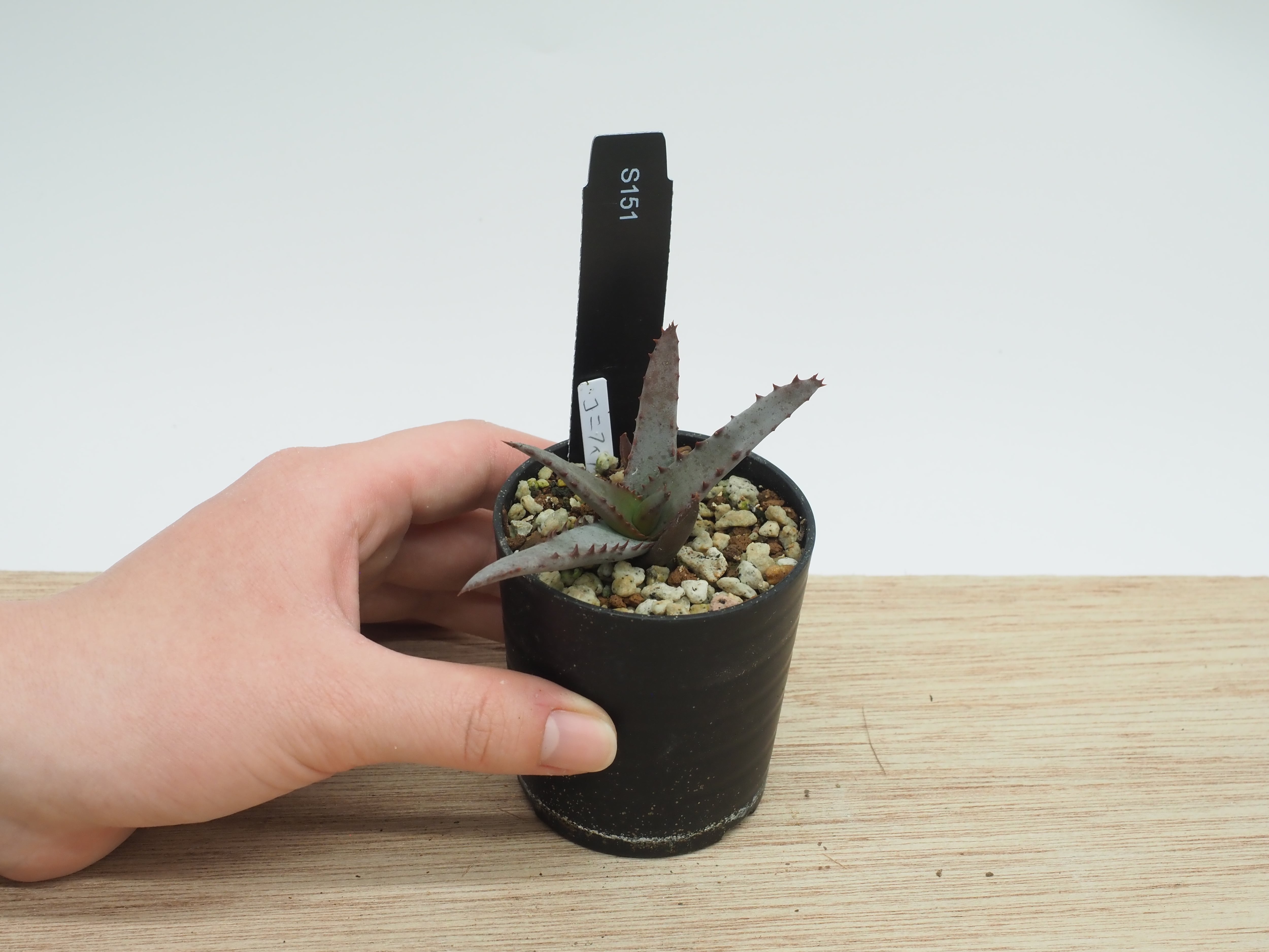 アガベ | THE CORE