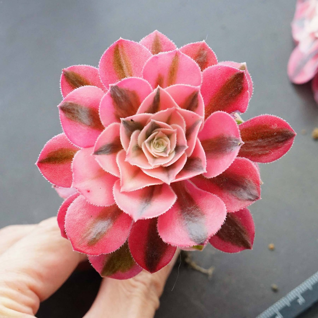 抜き苗 ピンクウィッチ Aeonium 'Pink Witch'