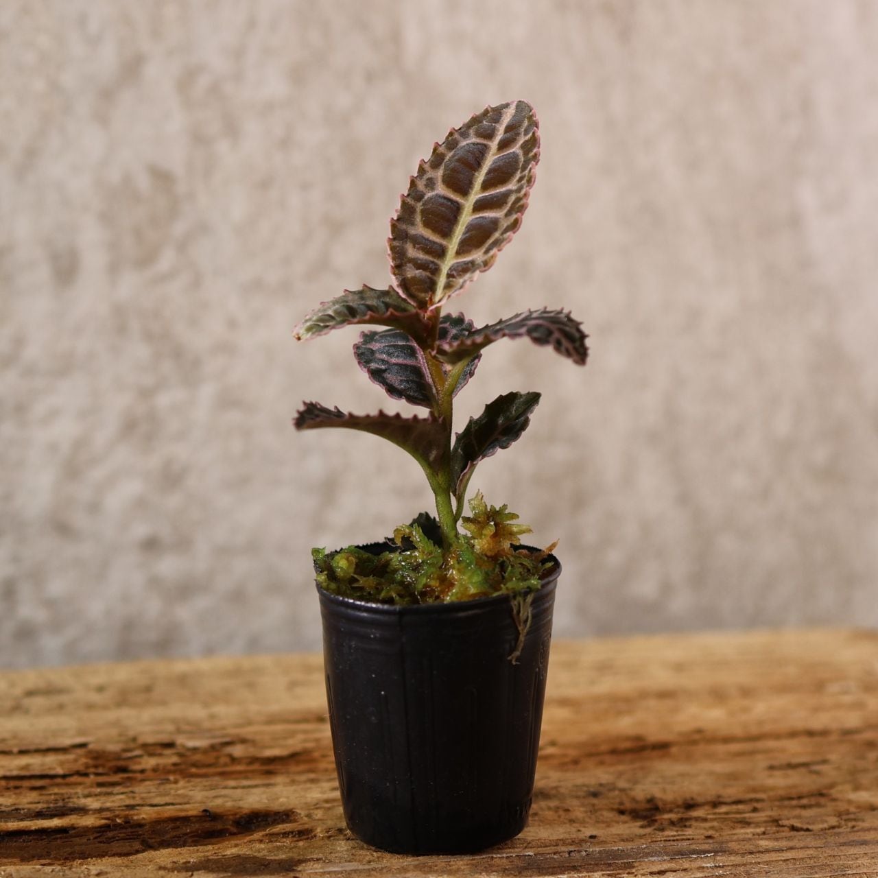 229『ラビシア リアウスマトラ Labisia sp.Riau sumatera』＿観葉植物