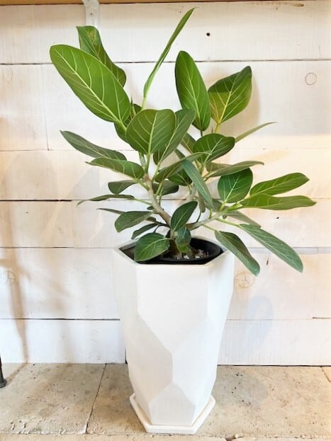 フィカス・ベンガレンシス（ベンガルゴム）（陶器鉢入り）※7号鉢