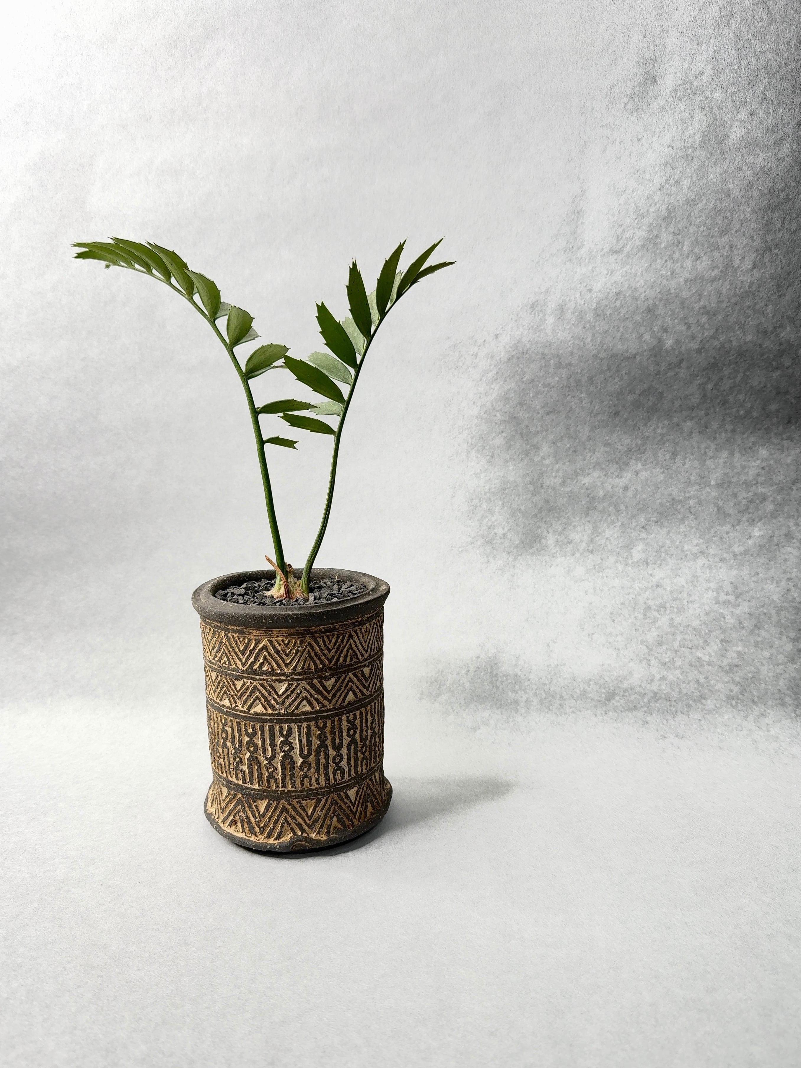 エンセファラルトス・ホリダス | trigger