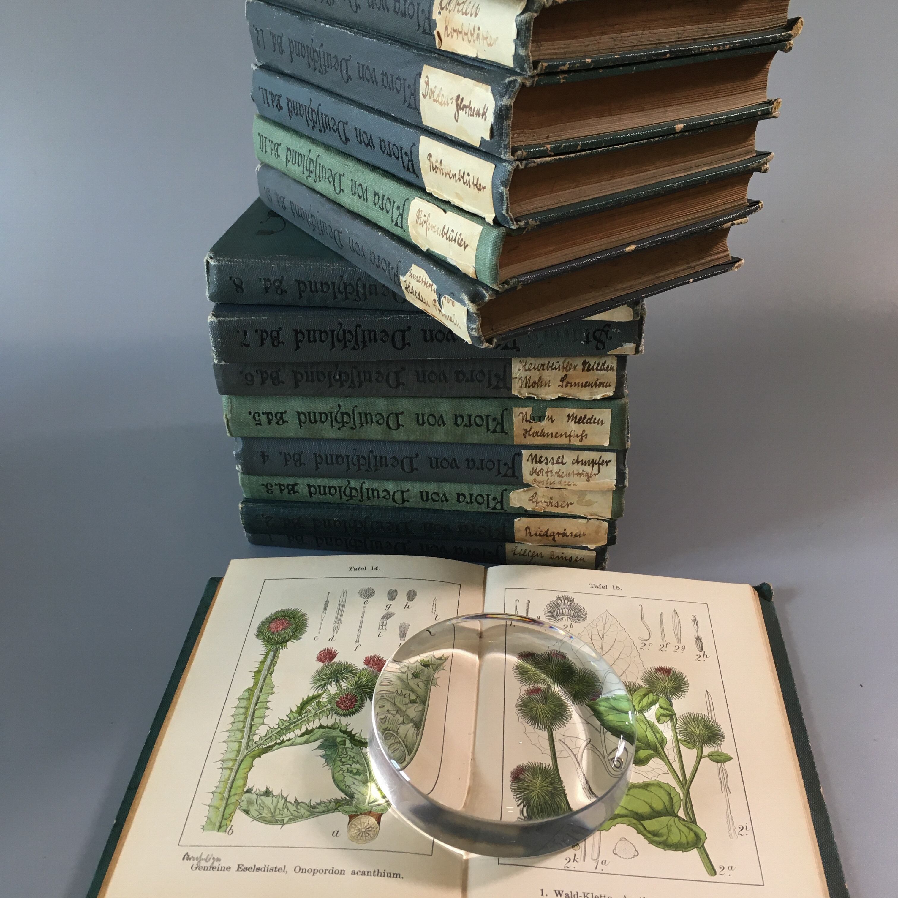 植物画 博物画 J Sturm 15冊 ドイツ アンティーク 植物図鑑 ボタニカル ビンテージ ヤーコブ シュトルム 欧州アンティーク雑貨 べるりんのーと