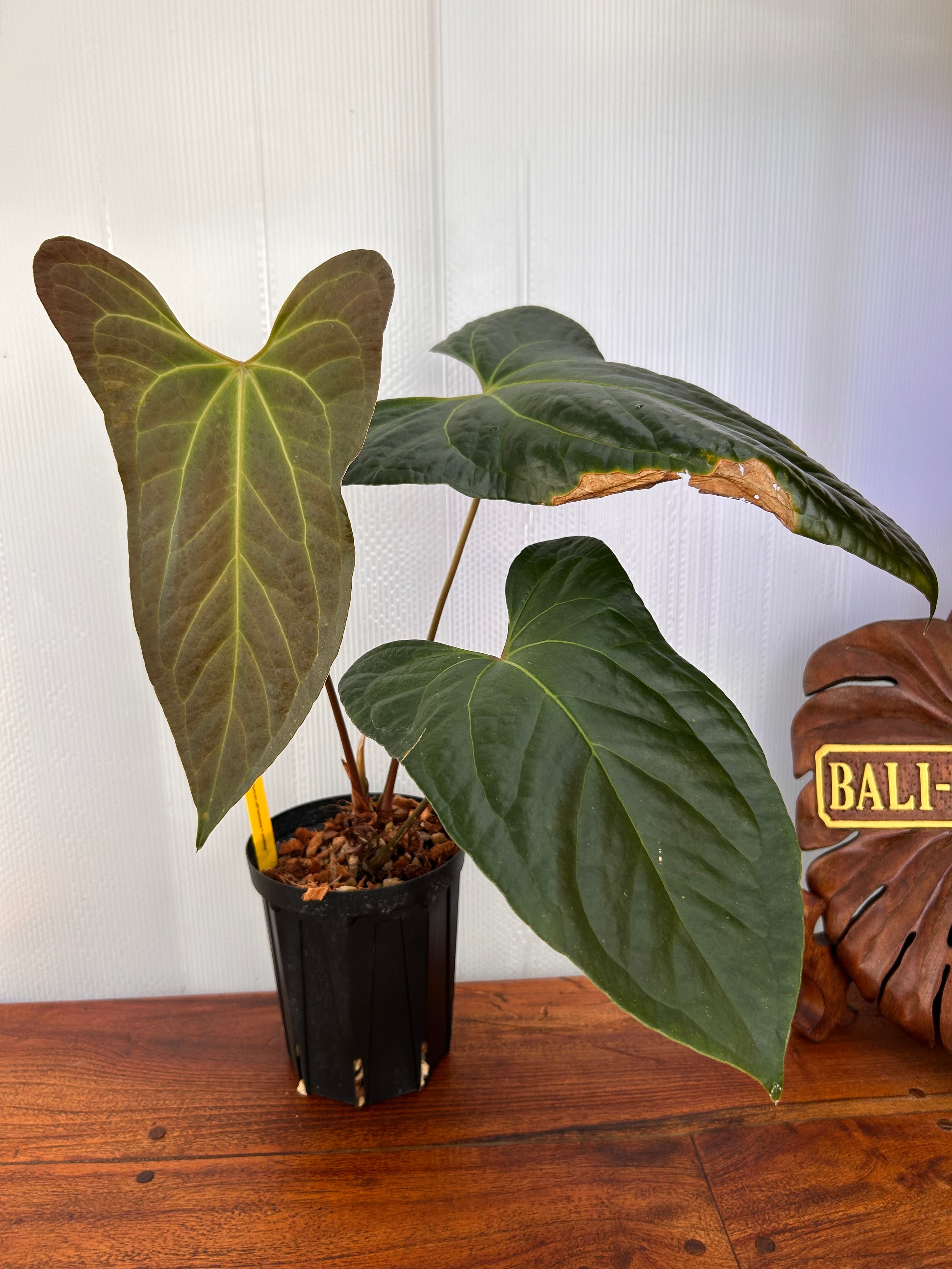 Anthurium | BALI-AN 園芸