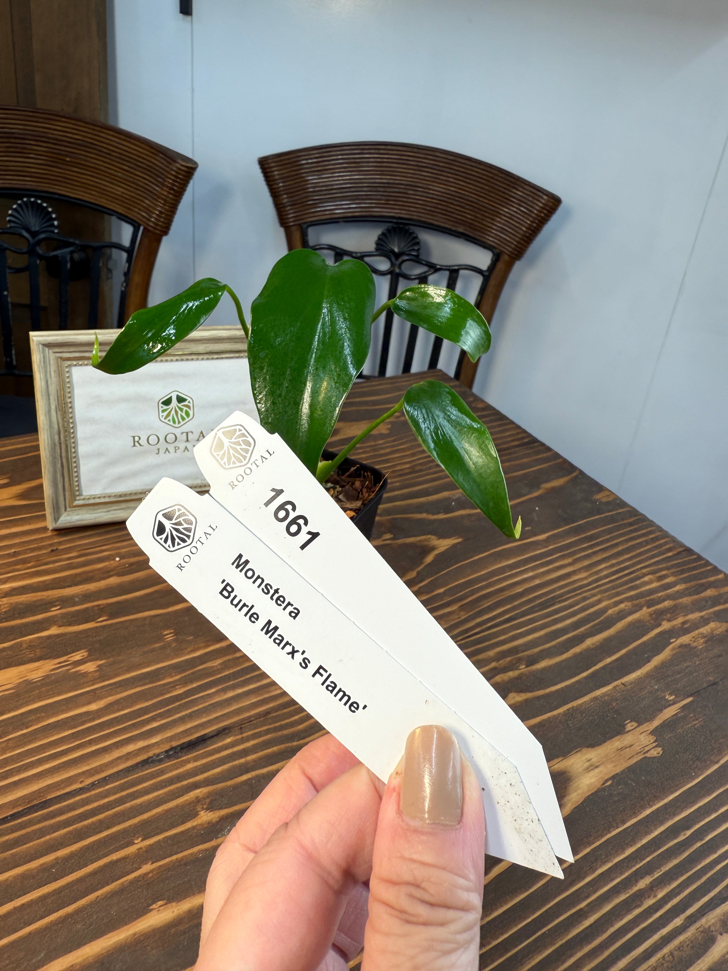 ★ 1661モンステラ バールマルクスフレーム若苗(2.5ロング硬質ポット)