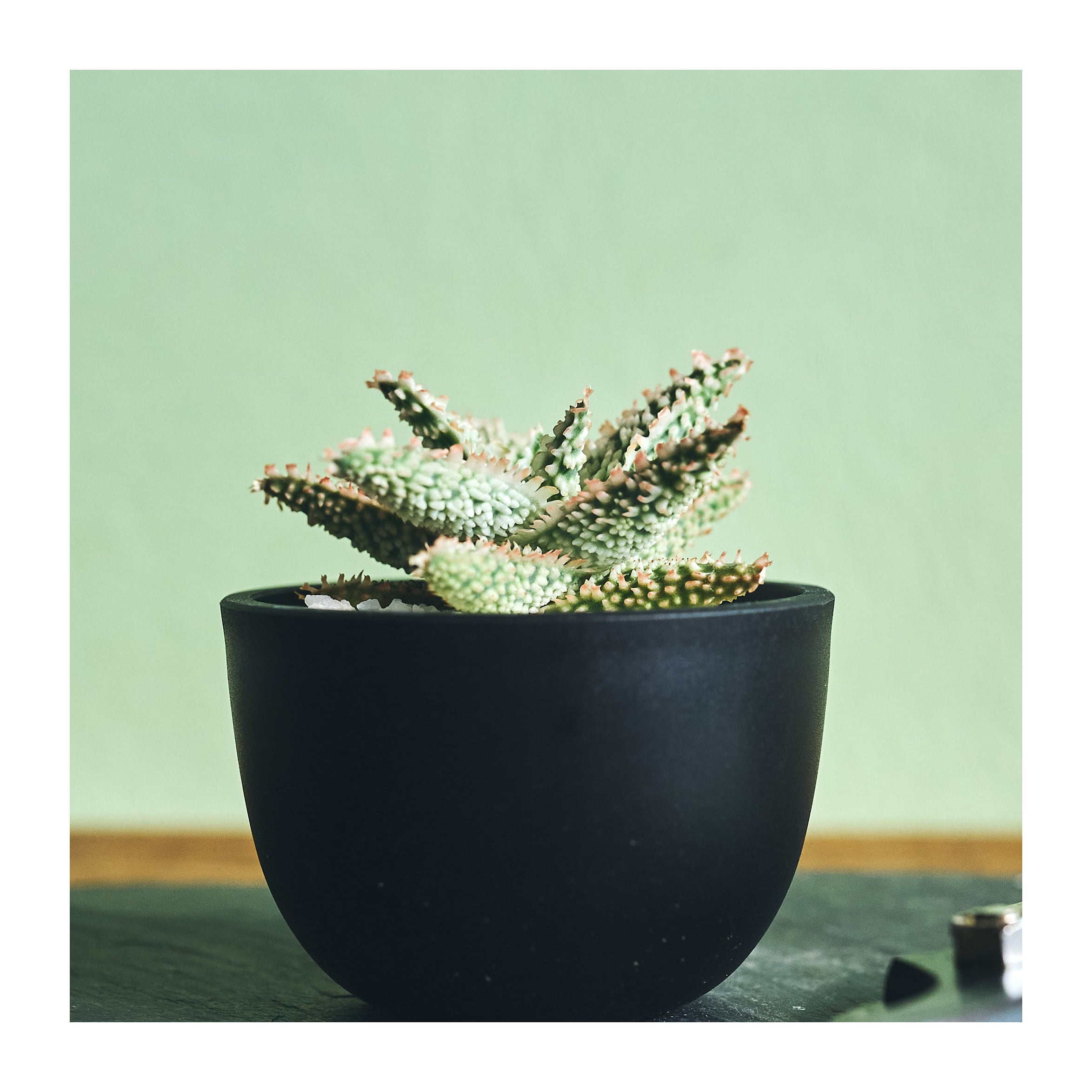 Aloe hybrid アロエ ハイブリッド hy1 | いい日あたり Aloe hybrid アロエ ハイブリッド hy1 | いい日あたり