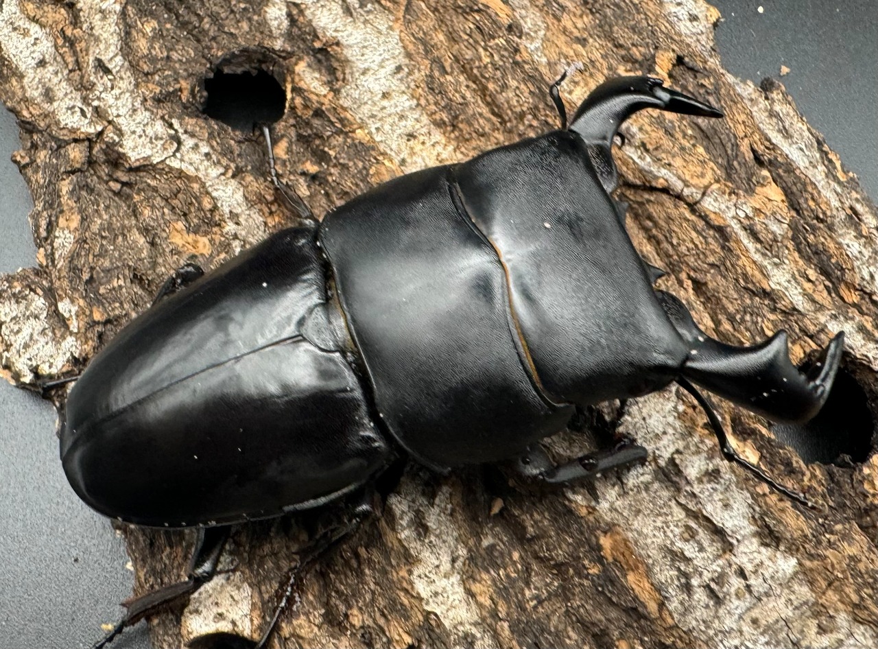 【WD】《ダイオウヒラタ 東ジャワ産 82.5mm ペア》