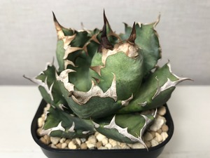アガベ チタノタ ’姫厳竜’
