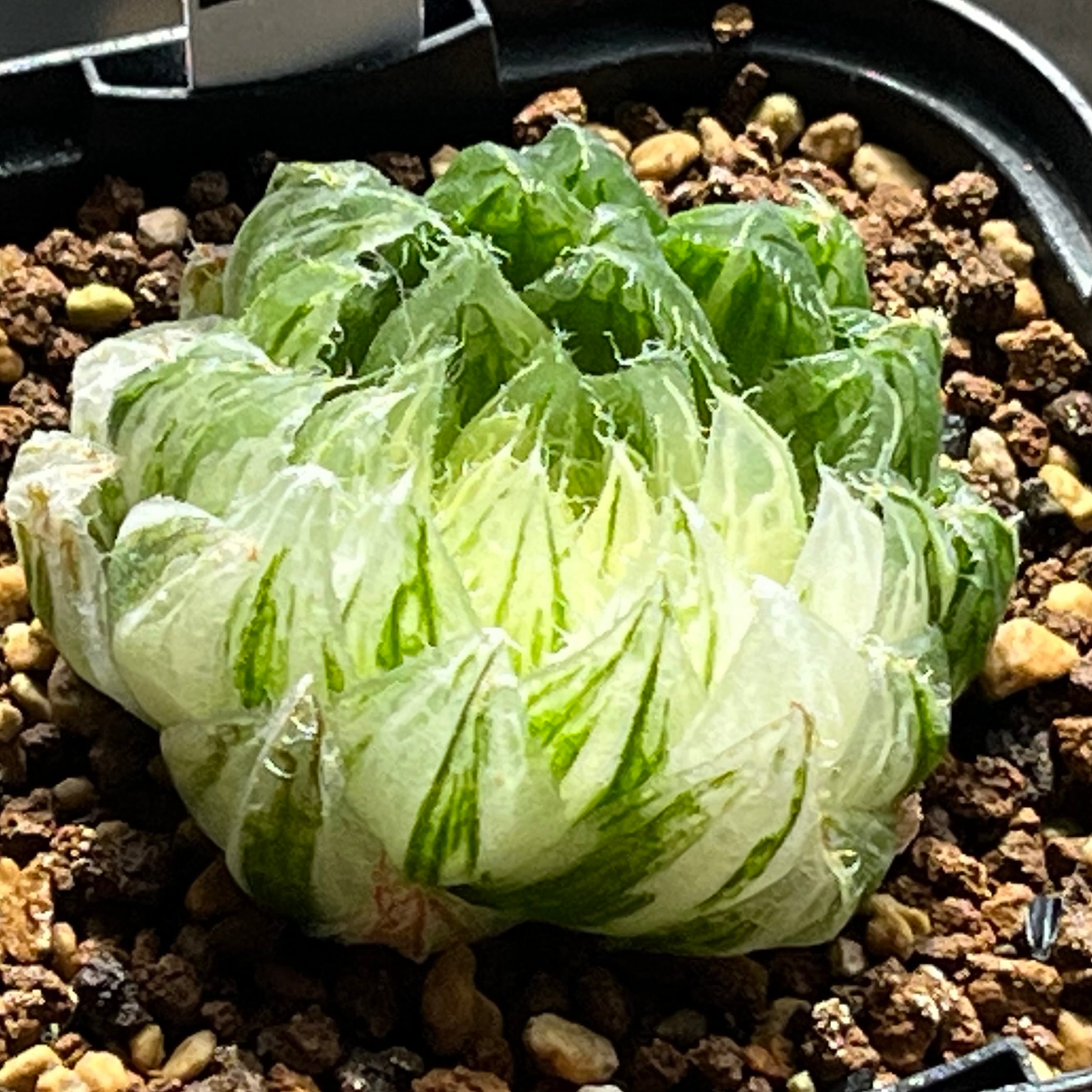 ハオルチア 三仙寿錦 | mocono_plants