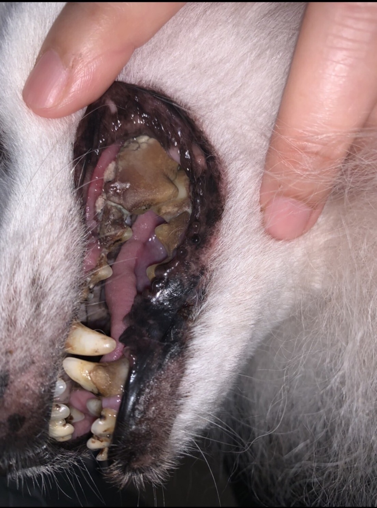 デンタルフォーム　歯・口腔ケア　歯石歯垢ケア ヒトの歯石もとれる　