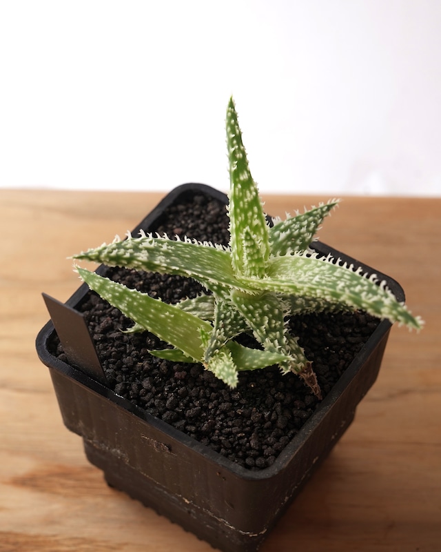 抜き苗 アロエ ゴジラ Aloe 'Godzilla' 抜き苗 アロエ ゴジラ Aloe 'Godzilla'