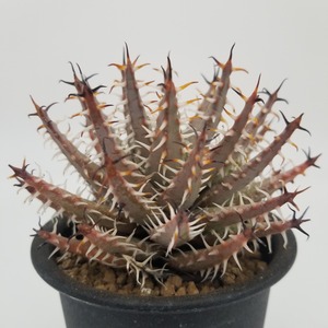 Aloe melanacantha v.erinacea