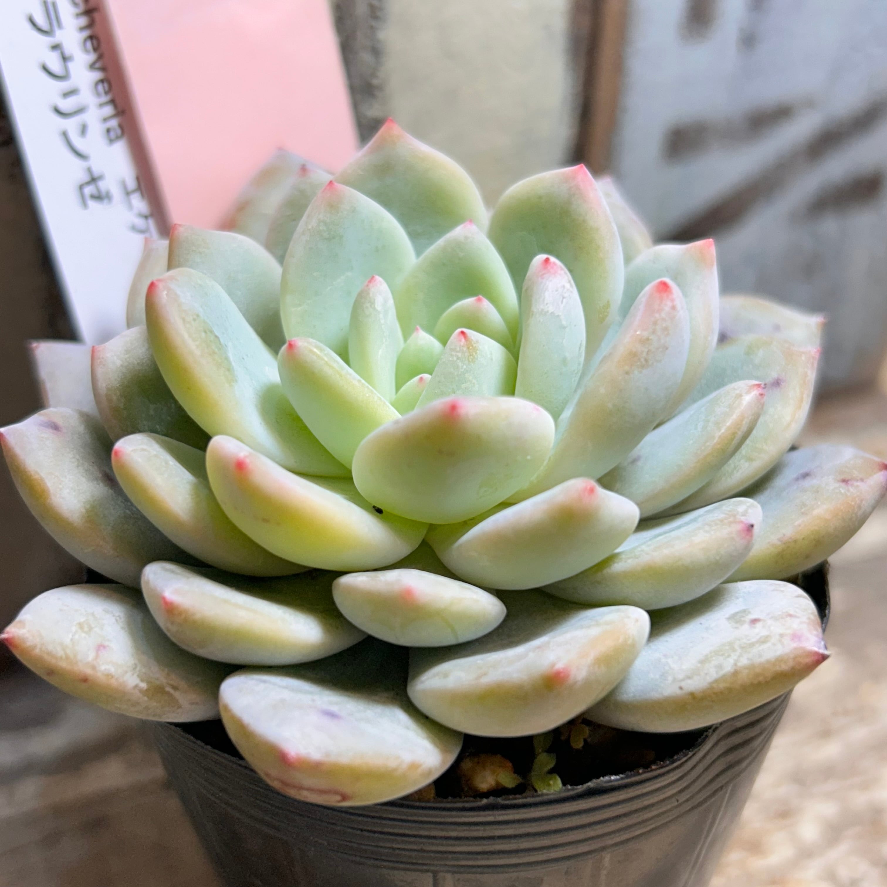 ラウリンゼ | RuPo 多肉植物専門店