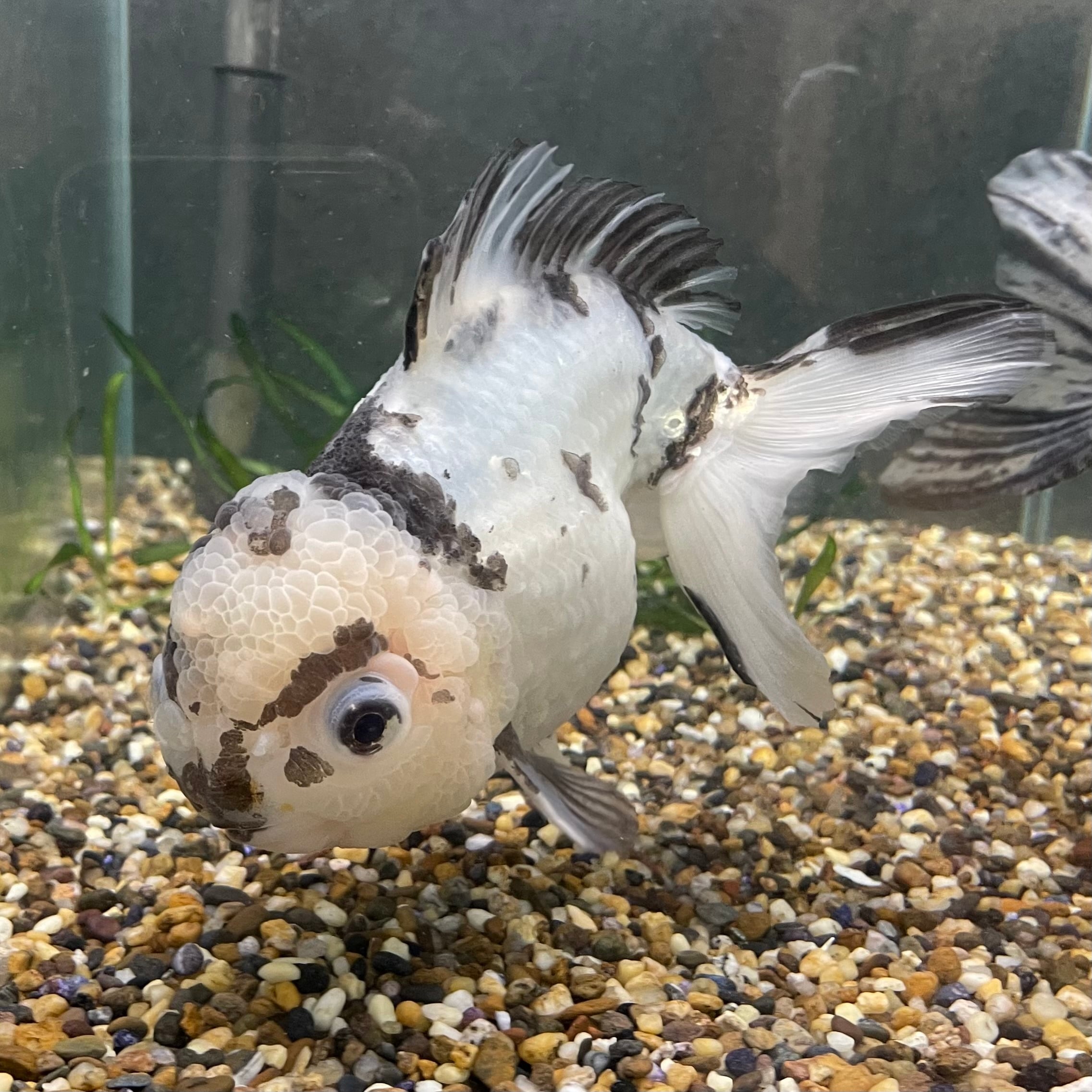 水墨ショートテールオランダ | 金魚宝房