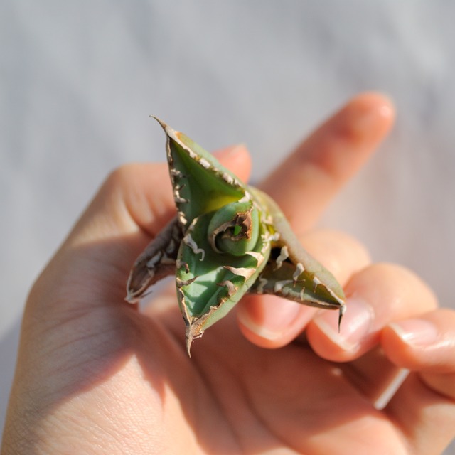 アガベ チタノタ ライトリー ホワイト ソーン セレクション No.4