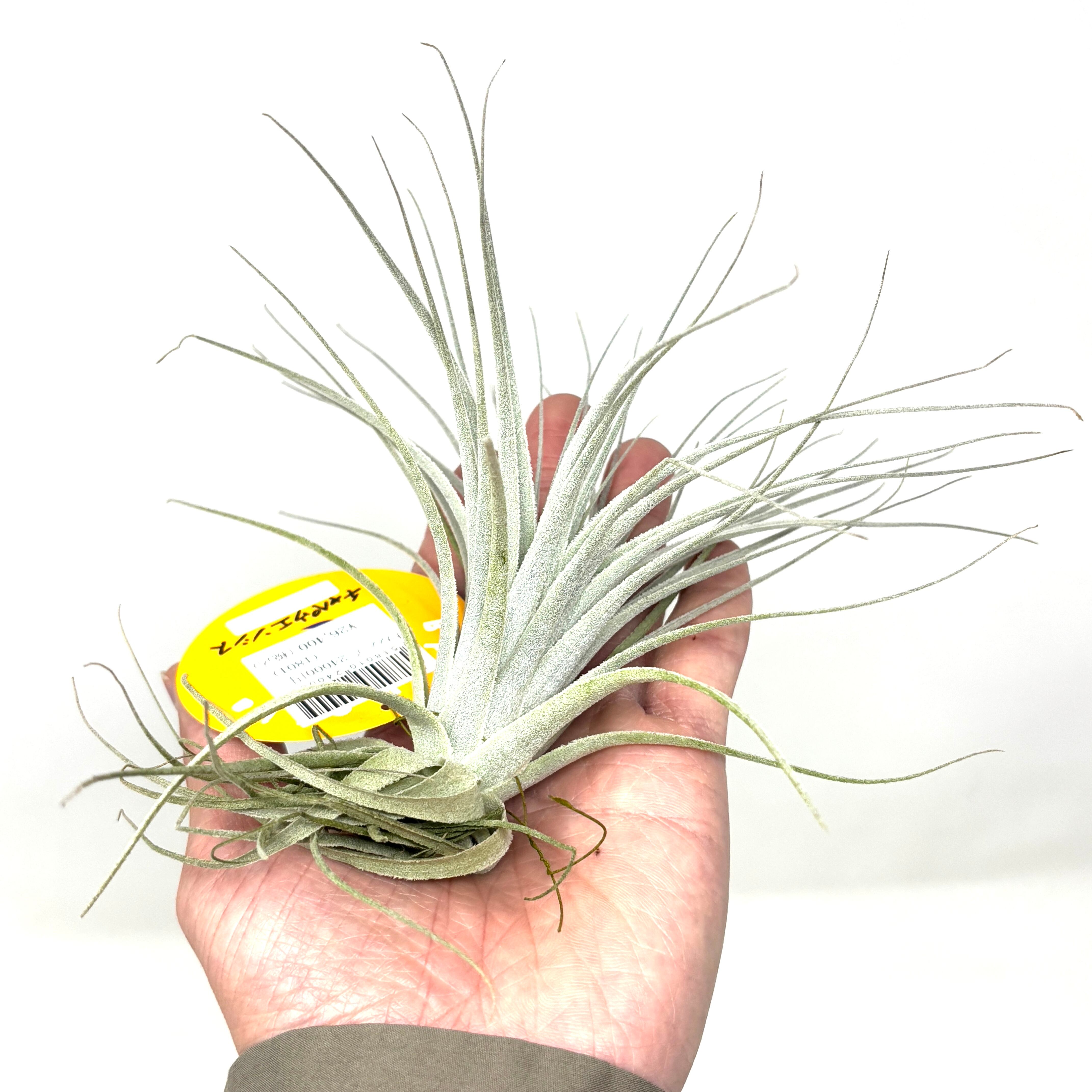 チランジア チャペウエンシス【253】 | PROTOLEAF プロトリーフ