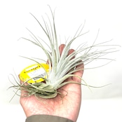 チランジア チャペウエンシス【253】