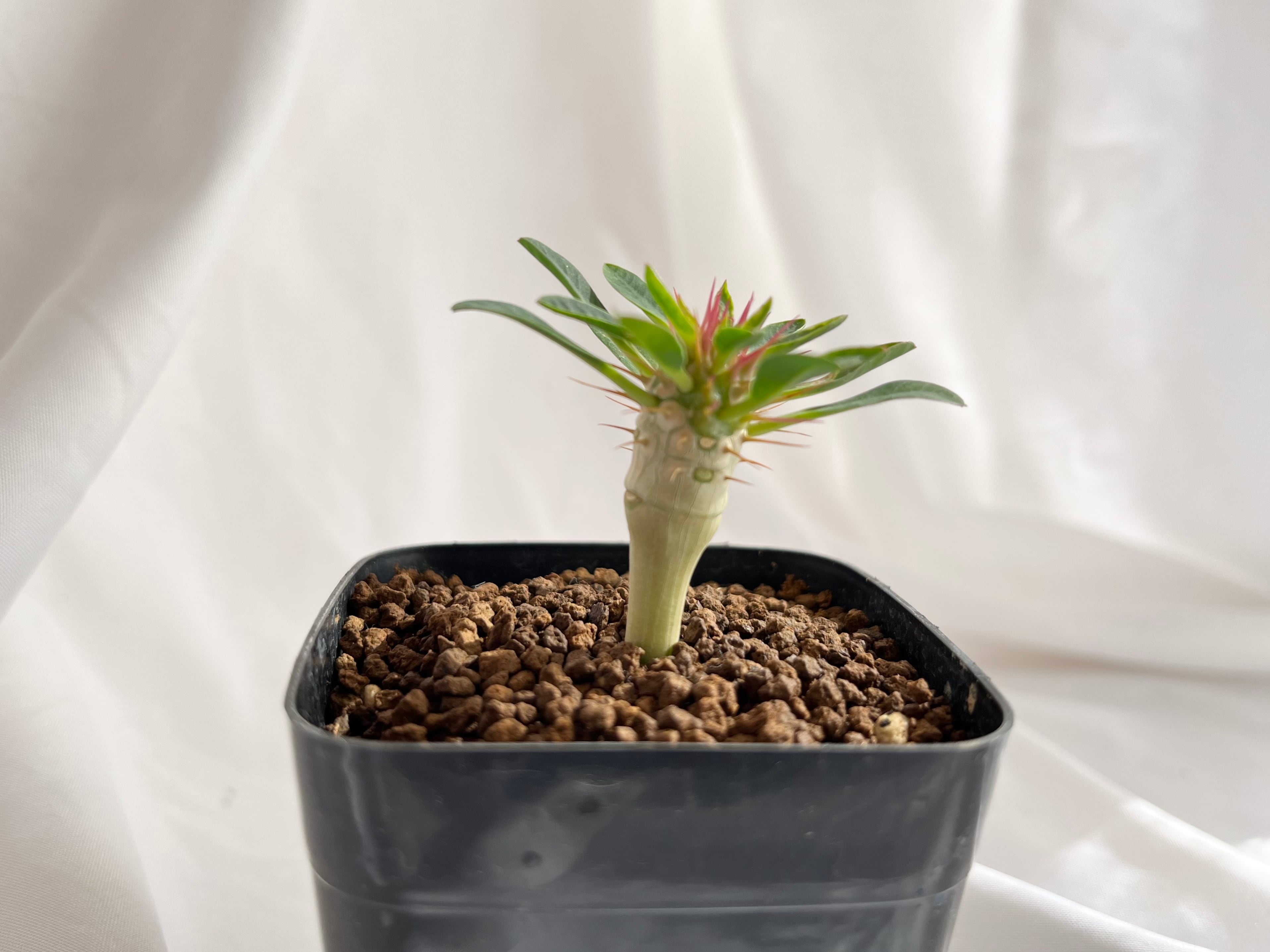 Euphorbia guillauminiana ユーフォルビア・ギラウミニアナ 多肉植物 | plants MARU ー  多肉植物・サボテン・園芸グッズのお店 ー powered by BASE