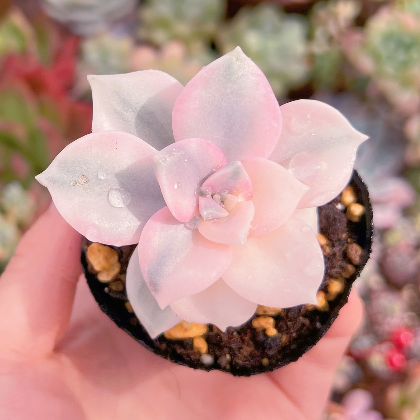 現物　パープルディライト錦#657　るる農園