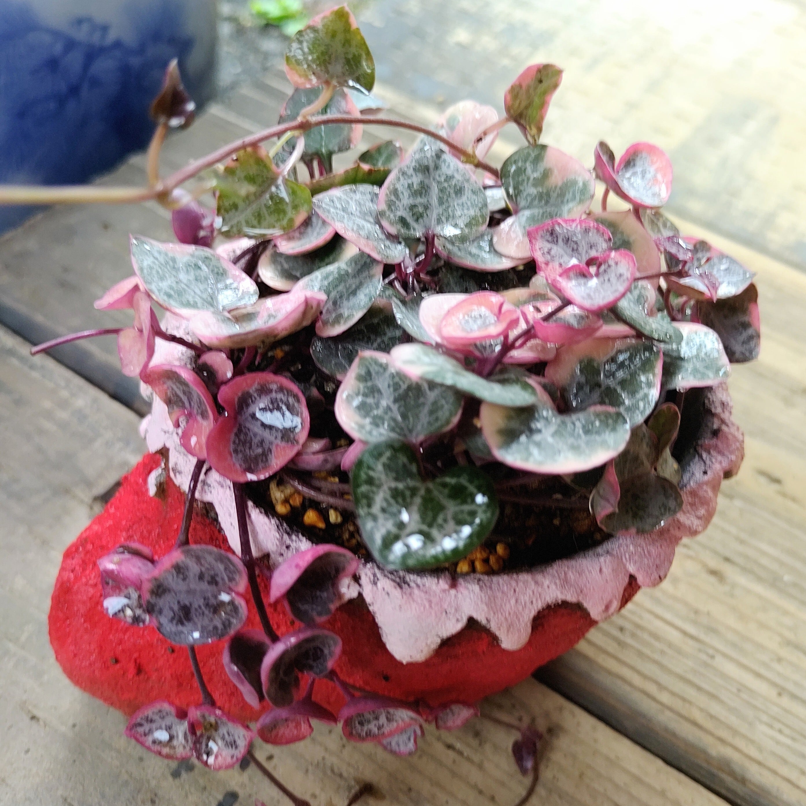 手作りブーツ入り斑入りハートカズラT | RuPo 多肉植物専門店