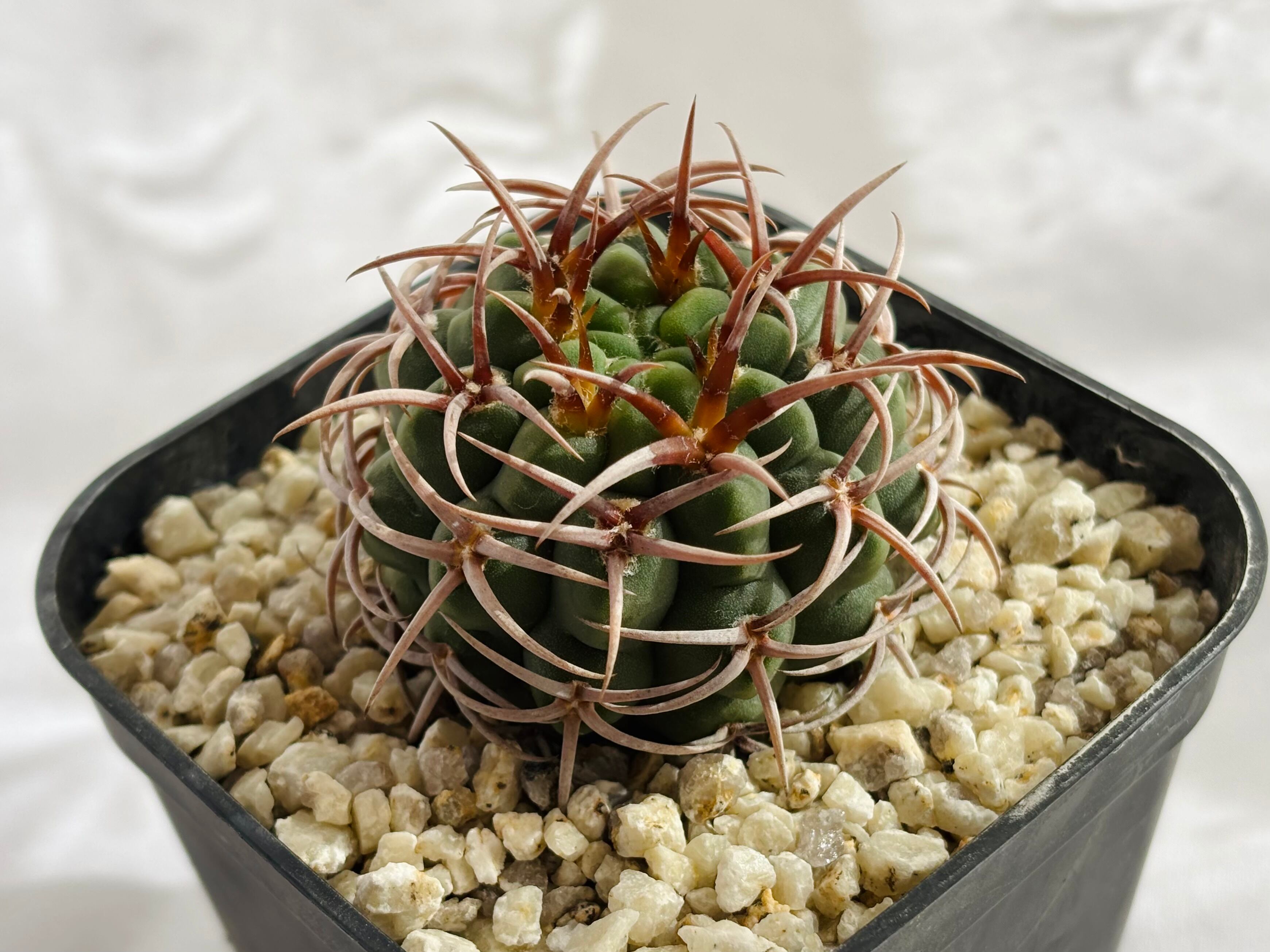 Gymnocalycium mostii ssp. ferocior ギムノカリキュウム フェロ